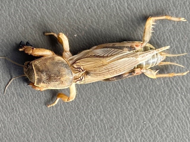 Mole Crickets Causing Issues in Pastures this Year