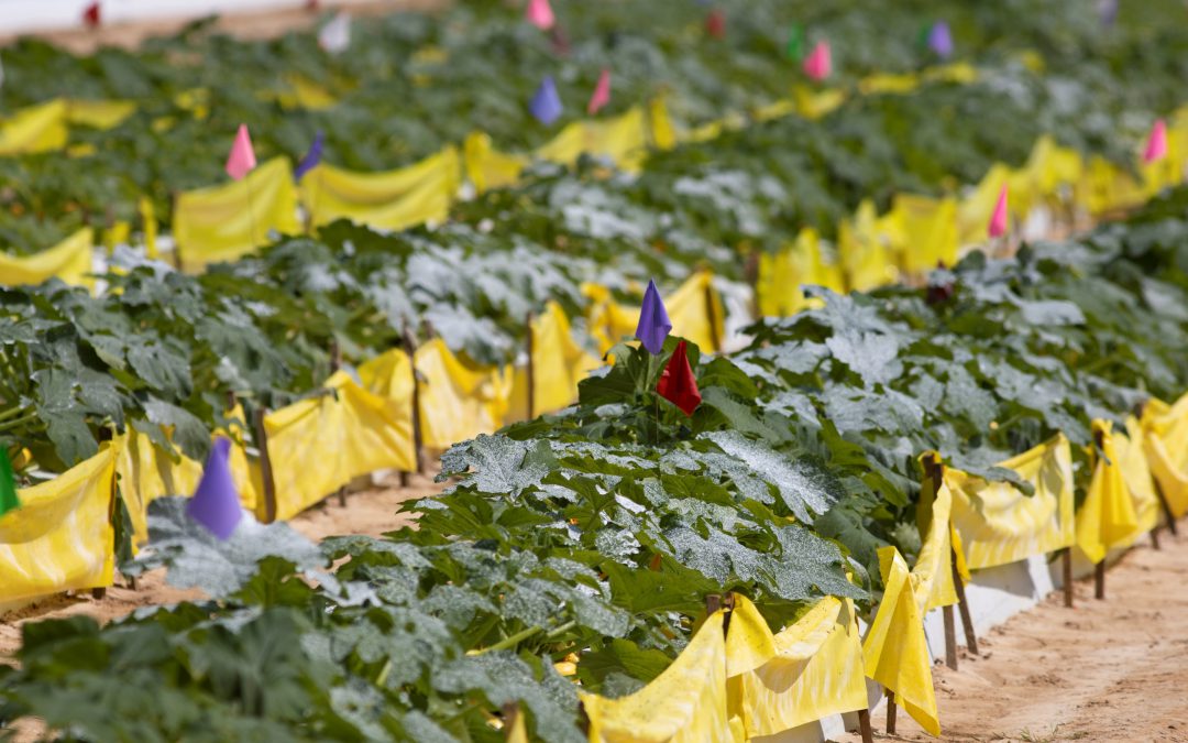 Use of Yellow Sticky Banners to Protect Vegetable Crops from Whiteflies