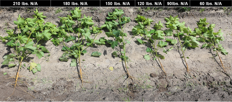 Figure 2 Cotton Plant Growth based on N Application Rate