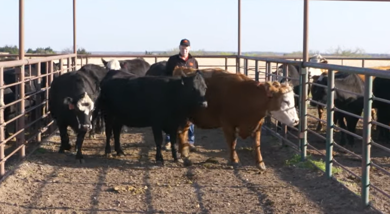 Friday Feature:  Low-Stress Cattle Handling in Cowpens
