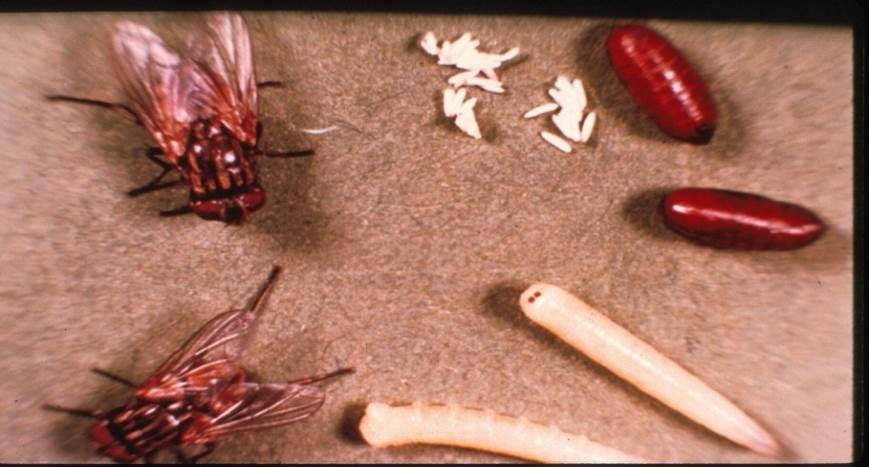 Stable and Horn Fly life cycle 