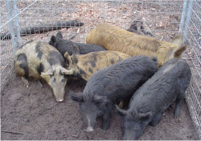 Input Needed on the Impacts of Wild Hogs and Management Strategies