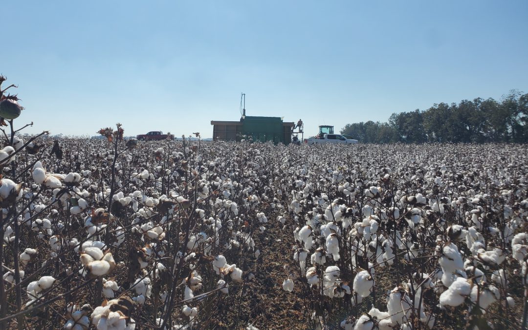 Utilize Regional Cotton Variety Trial Summaries to Aid in 2023 Variety Selection