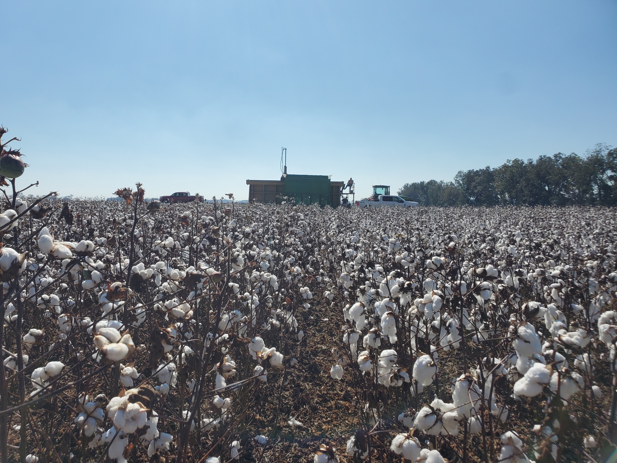 Utilize Regional Cotton Variety Trial Summaries to Aid in 2023 Variety