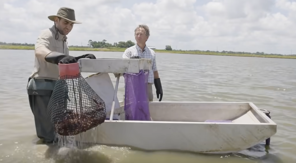 Friday Feature:  Louisiana Crawfish Farming
