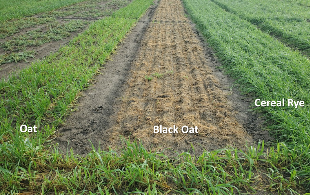 Utilizing Winter Forage Blends for Insurance Against Climate Chaos