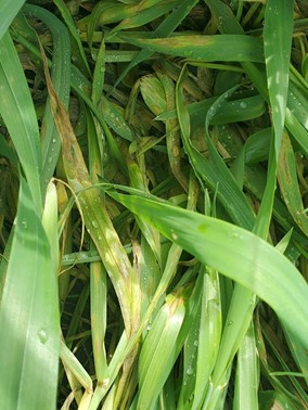Cold and disease damage on oats after freeze
