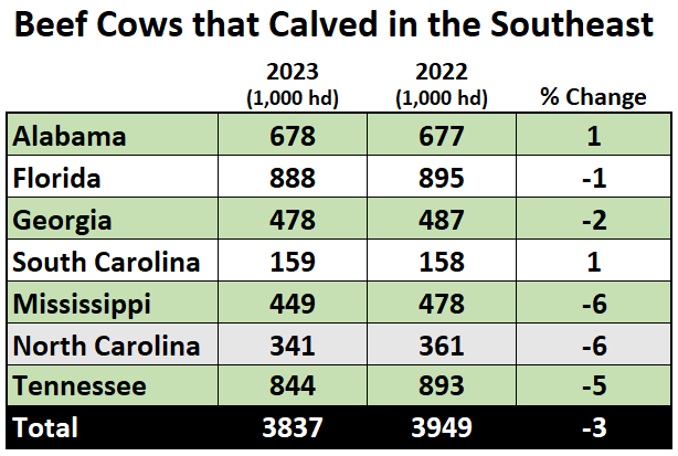 2023 Beef Cows that calved in SE
