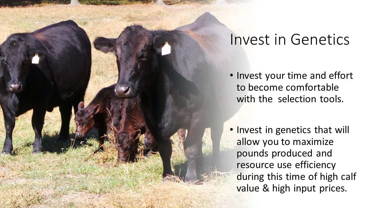 Investing in bull genetics