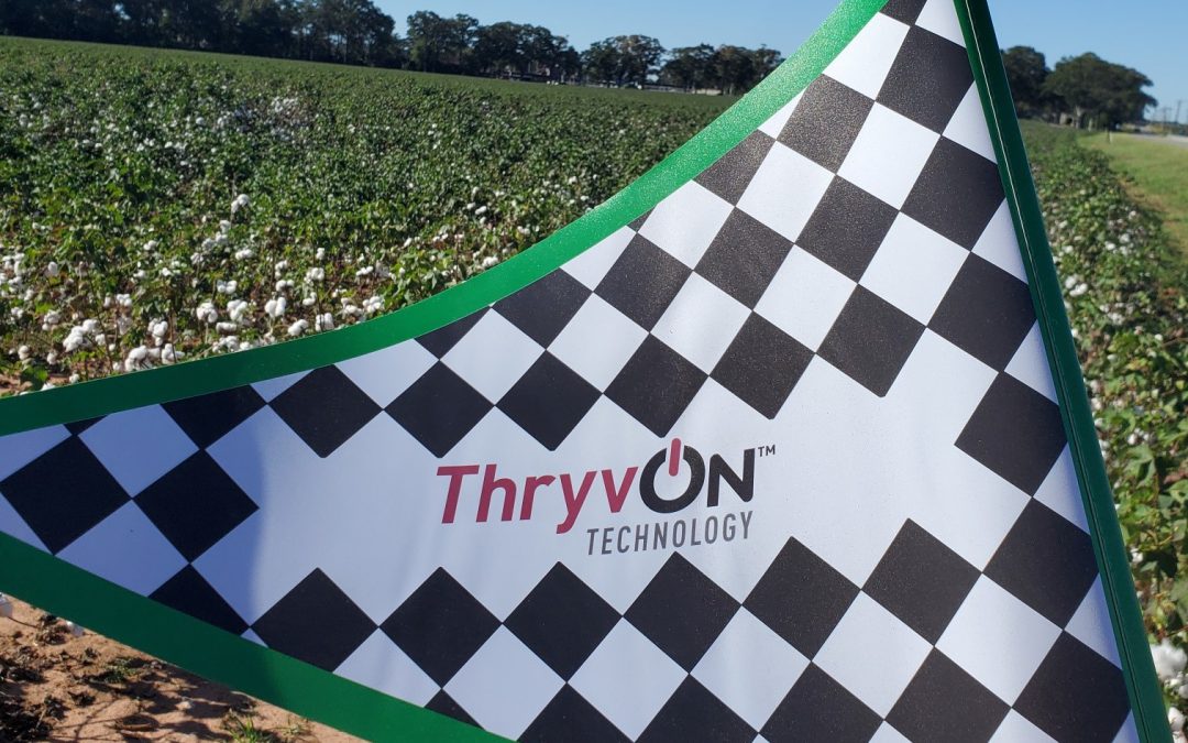 ThryvOn Cotton Commercially Available in 2023