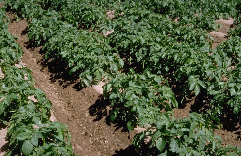 When the potatoes are six inches tall, you can begin "hilling" the plants to protect the developing tubers. Photo by Howard F. Schwartz, Colorado State University, Bugwood.org.