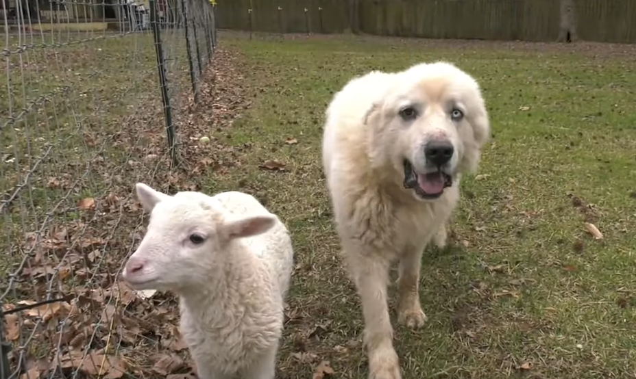 Friday Feature:  Sheep Dog Heroically Saves Flock From A Dozen Coyotes