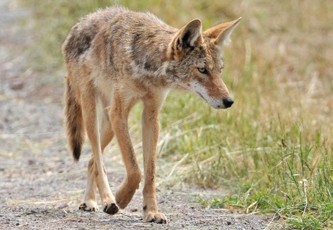 Foxes and Coyotes in the Panhandle: How to Identify and Manage Them