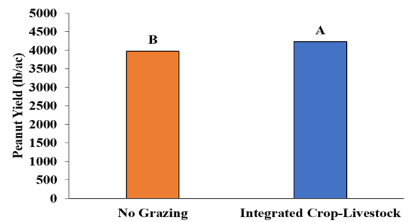 Figure 1 peanut yield with and without cattle grazing
