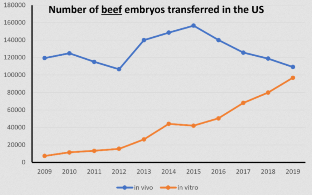 Key Concepts to Consider Before Starting an Embryo Transfer Program for Your Herd