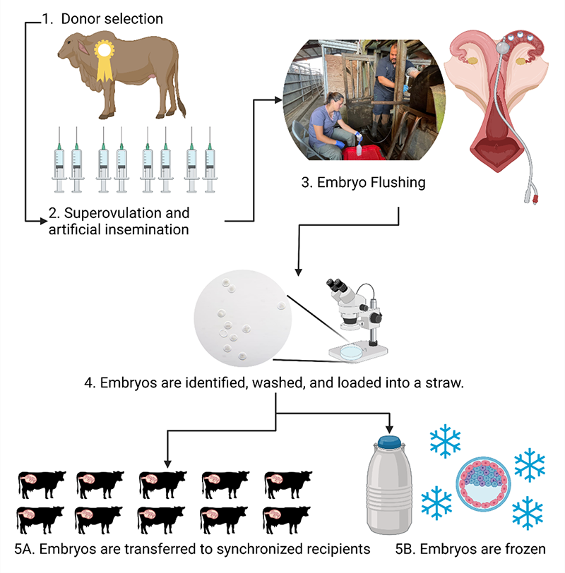 Key Concepts To Consider Before Starting An Embryo Transfer Program For Your Herd Panhandle 9781