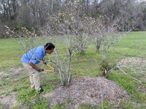 Pruning Blueberries To Boost Fruit Production | Panhandle Agriculture