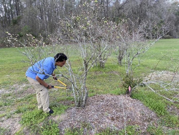 Pruning Blueberries to Boost Fruit Production