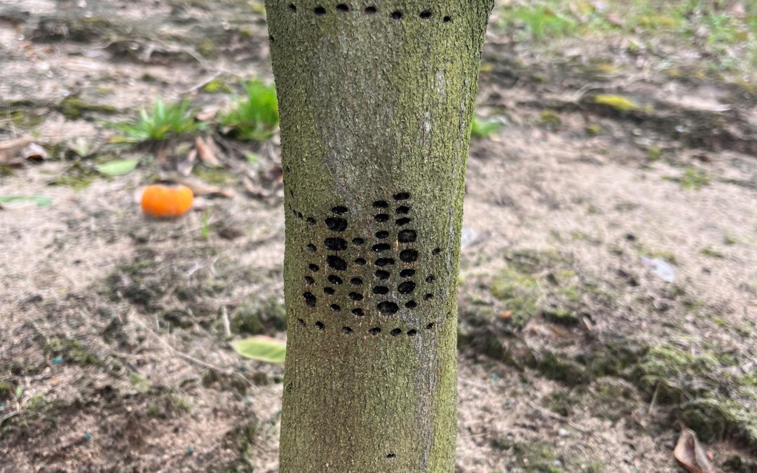 Yellow-Bellied Sapsucker Damage to Fruit and Nut Trees