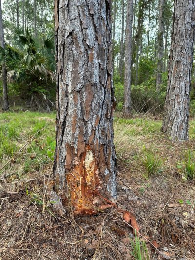 Mechanical Damage to Slash Pine
