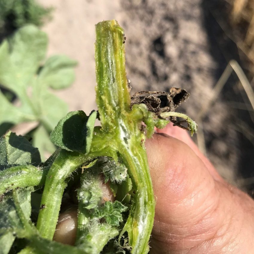2023 Watermelon Weekly Update 4 Panhandle Agriculture