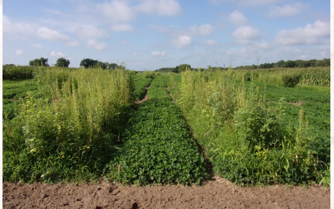 Peanut Growers Gain a New Tool  – Brake Herbicide