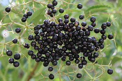 Elderberry – An Alternative Crop for the Back Forty