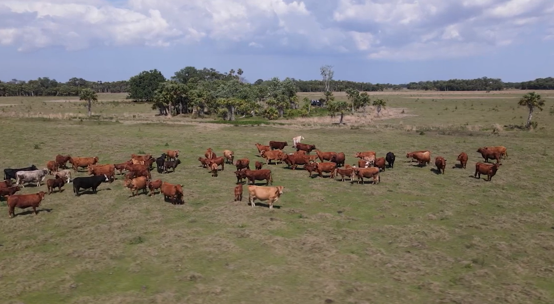 Friday Feature:  NCBA Earth Day Special Features Florida Ranches