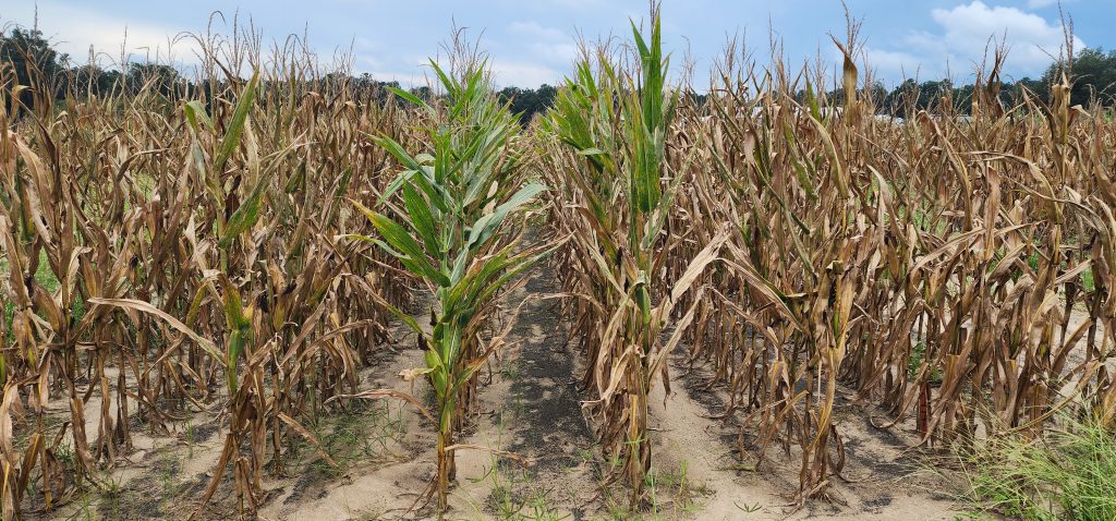 Diseased sweet corn with two fungicide rows