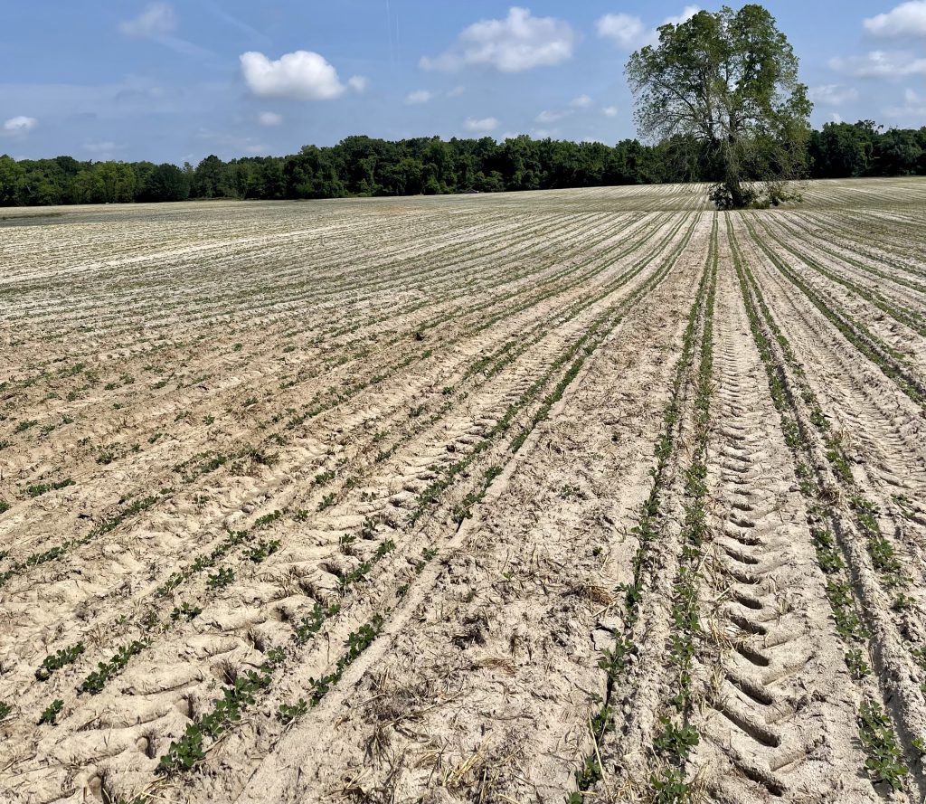 Early Season Pest Update For Cotton And Peanut | Panhandle Agriculture