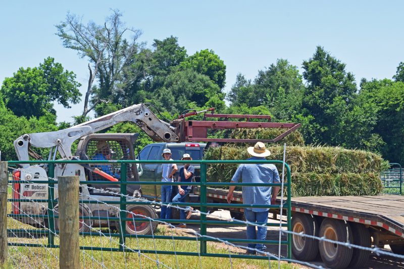Limpograss planting material being loaded on a flatbed trailer for planting a 1-acre nursery.