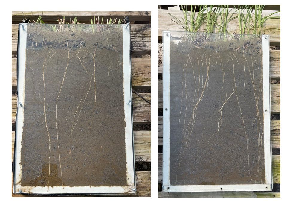 The Lowdown on Belowground – Pasture Grass Roots