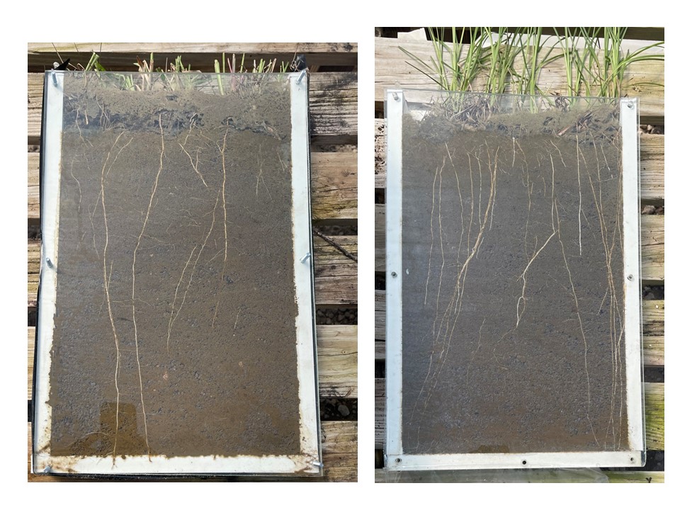 Side by side comparison of grass roots growing in clear boxes