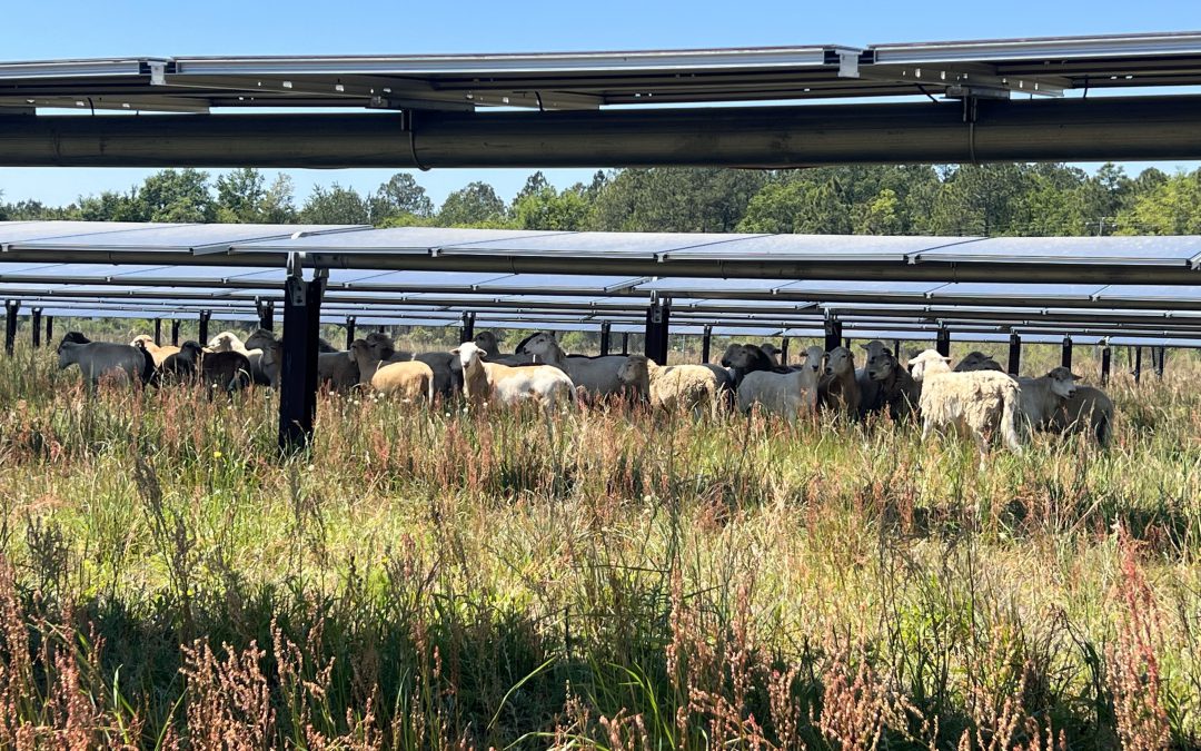 What is Solar Grazing?  Could this Be an Opportunity in the Panhandle?