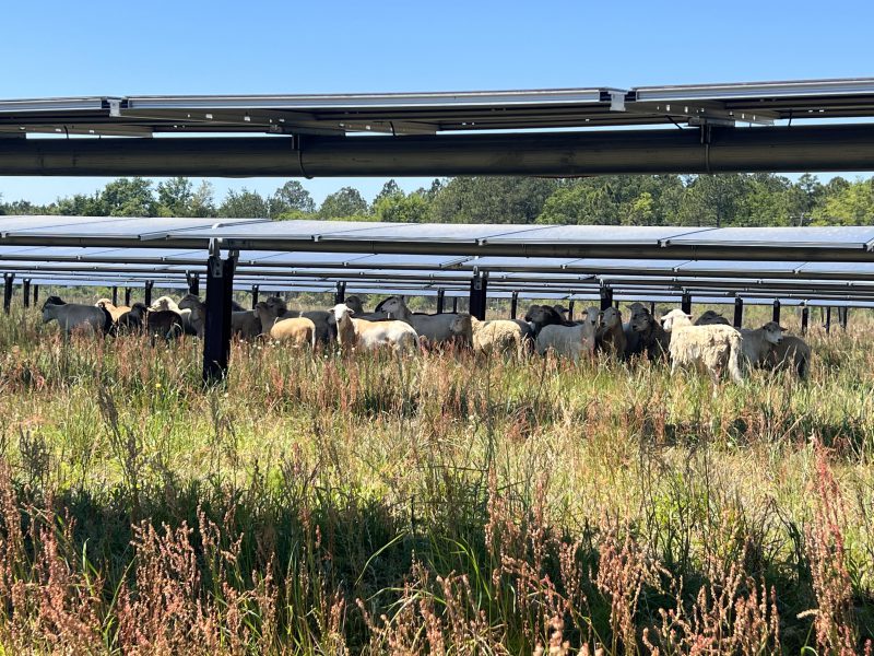 Solar Grazing with Sheep