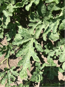 2023 Watermelon Weekly Update 8 9 Panhandle Agriculture