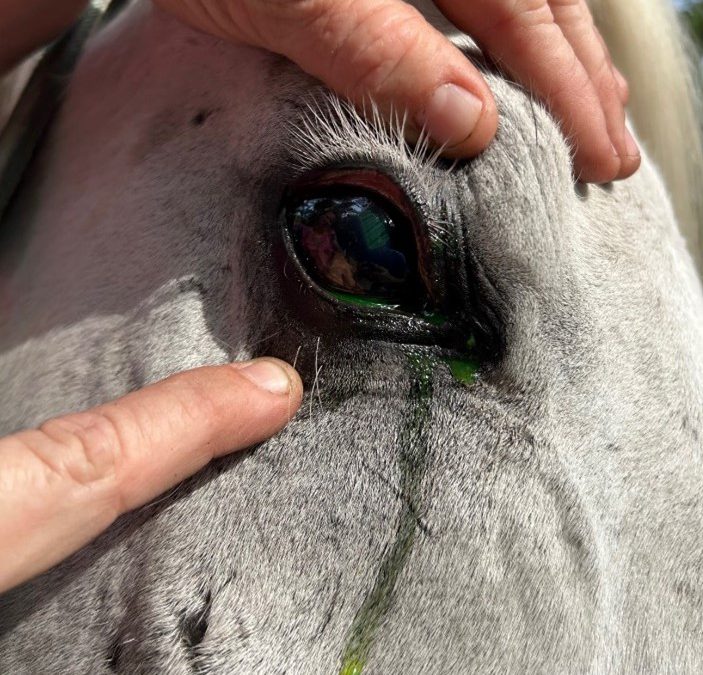 Corneal Ulcers in Horses: The Importance of Keeping an Eye on Your Horse’s Eyes