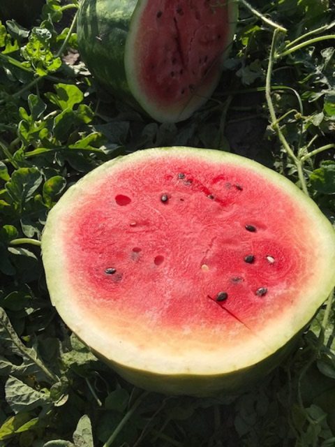 Watermelon Panhandle Agriculture