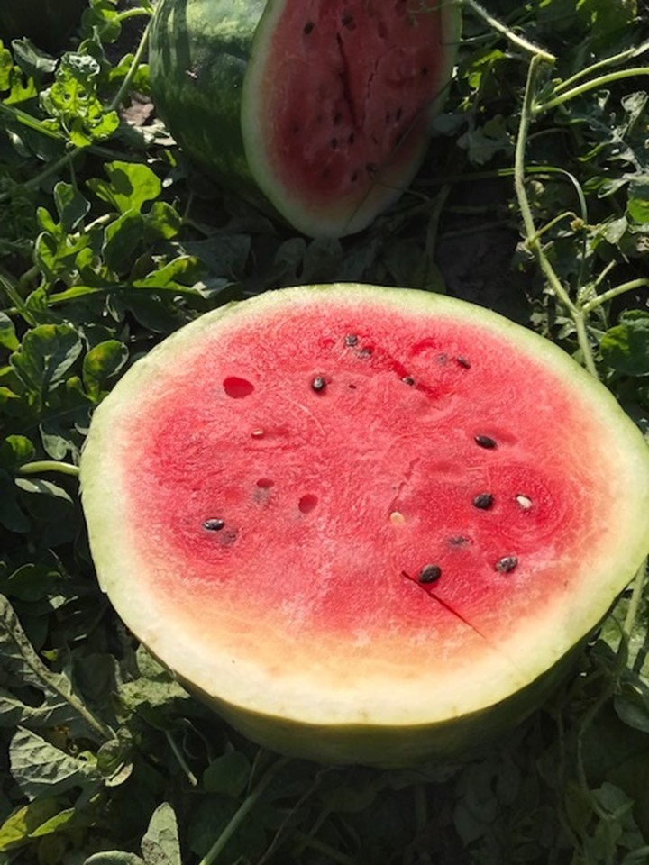 Internal quality symptoms in watermelon 