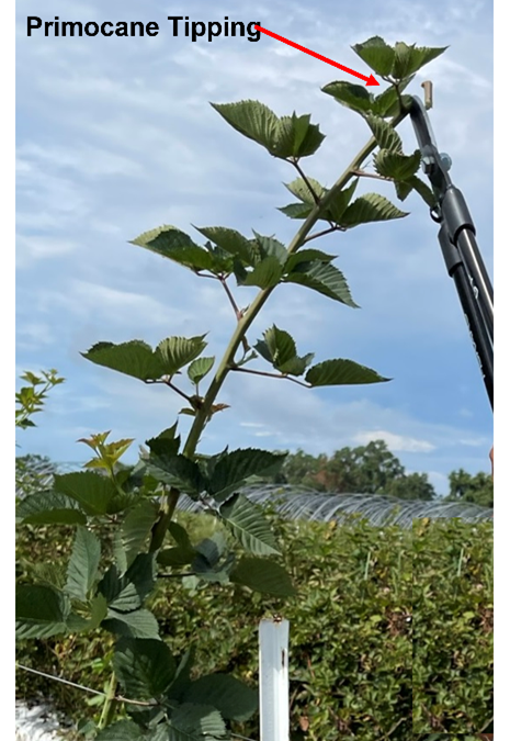 Blackberry Pruning Tips for Optimal Plant Growth and Yield