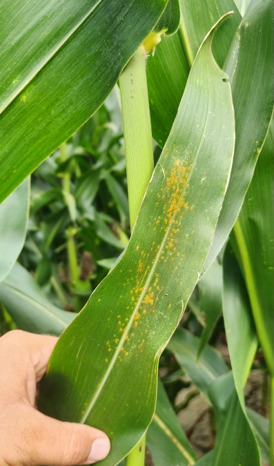 Southern Rust Confirmed in Florida Panhandle – Scout Your Corn Fields