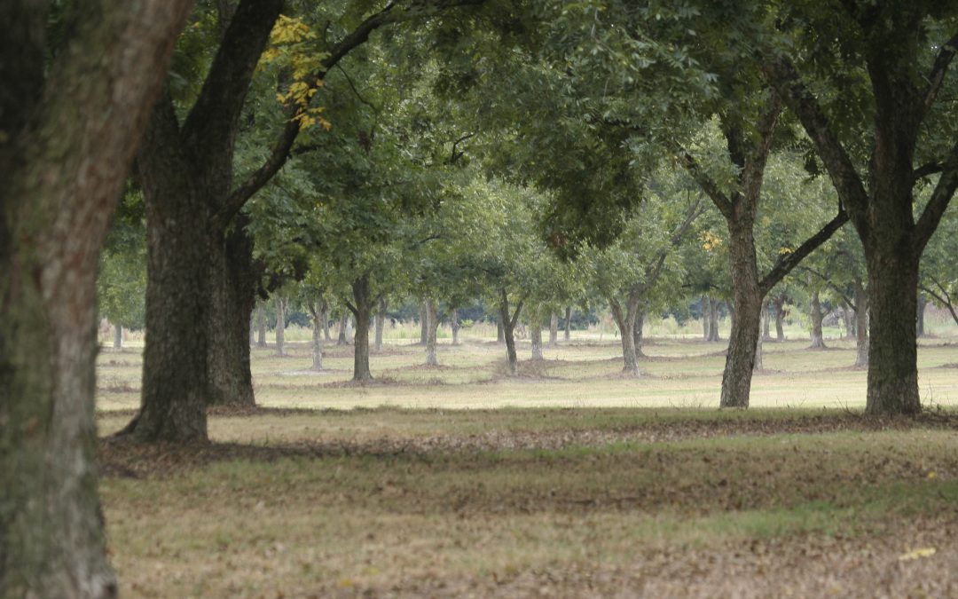 Steps to Remedy Non-Productive Pecan Orchards
