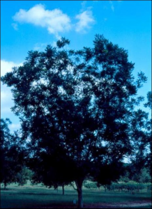 A mature pecan tree grown at a low density. Image Credit Dr. Pete Andersen