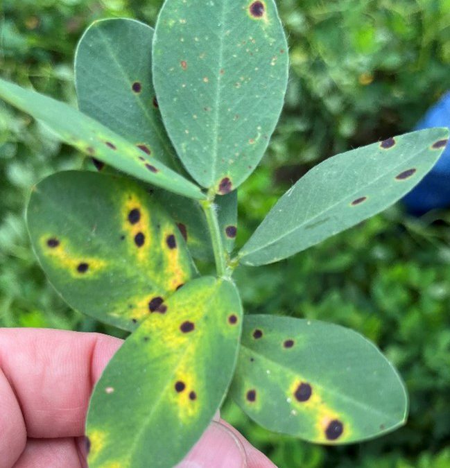 Early Leaf Spot Found on Peanuts in the Florida Panhandle