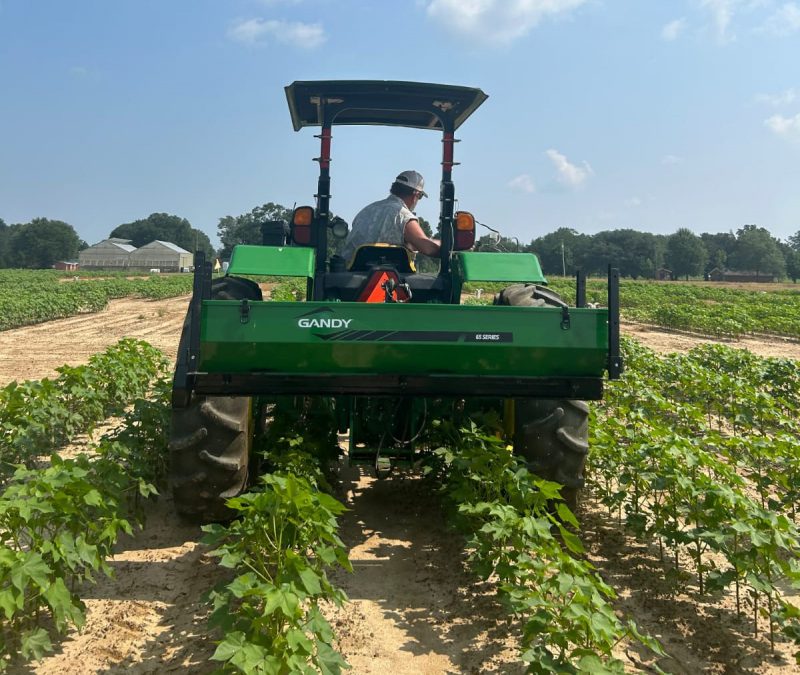 Cotton Nitrogen Fertilization Rate Study 2023 Mid-Season Update