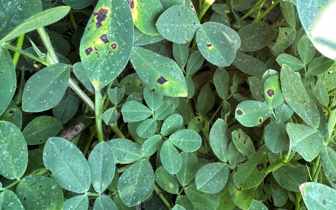 Leaf Spot Look-a-likes:  Abiotic Leaf Conditions in Peanut Abound