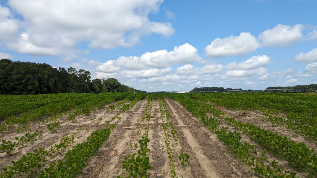 Is That Bad Patch in My Field Caused by Sting Nematodes? | Panhandle ...