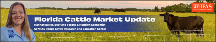 Florida Cattle Market Update