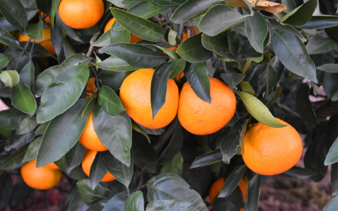 Cold Hardy Citrus Field Day – October 26