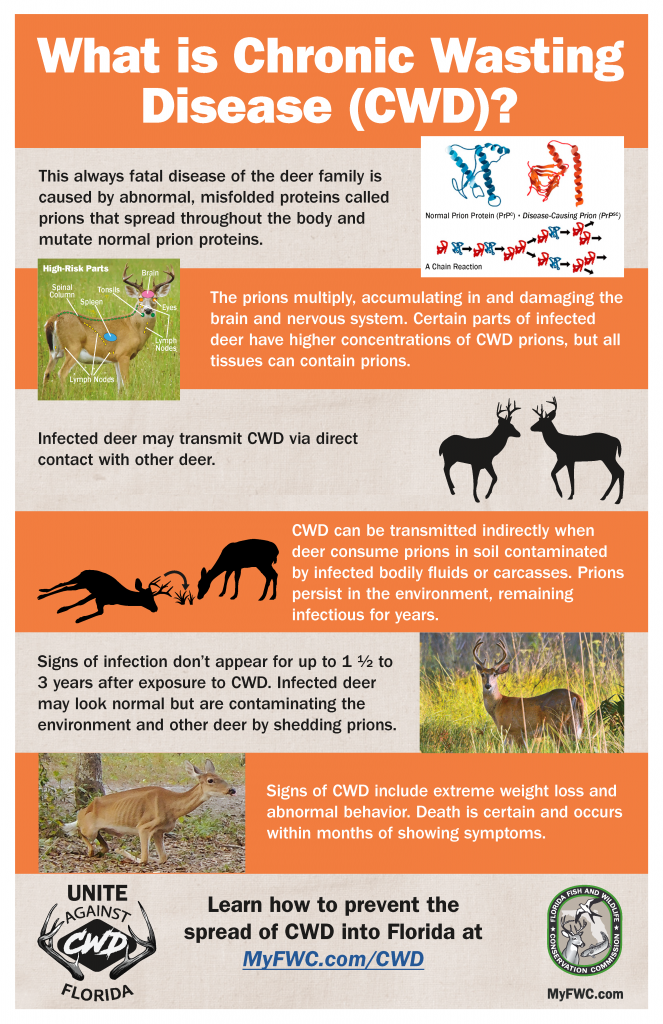 Deadly Deer Disease found in Holmes County Implications for Deer